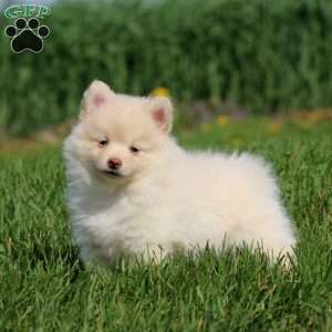 Happy, Pomeranian Puppy