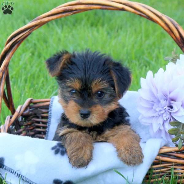 Harlem, Yorkie Puppy