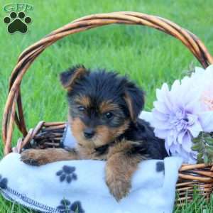 Harlem, Yorkie Puppy