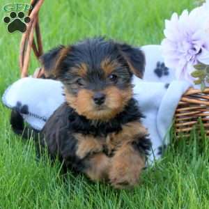 Harlem, Yorkie Puppy