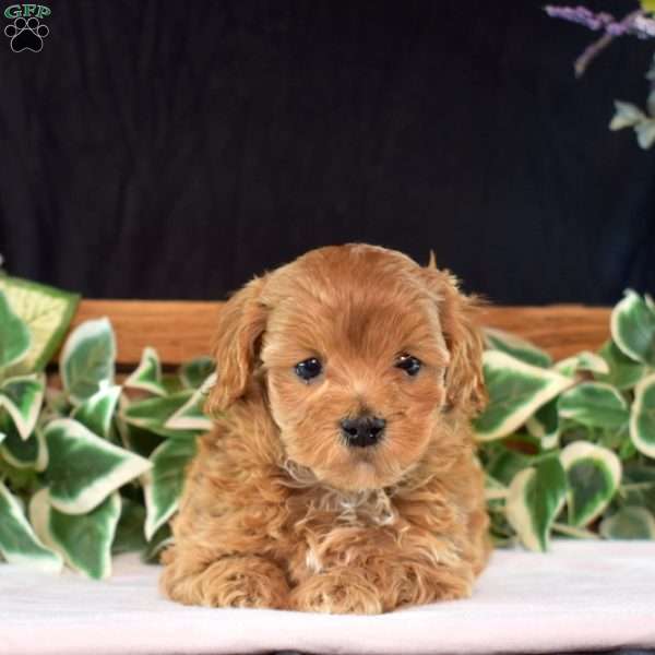 Harper, Maltipoo Puppy