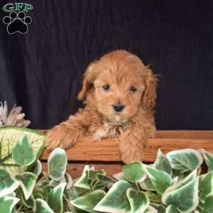 Harper, Maltipoo Puppy