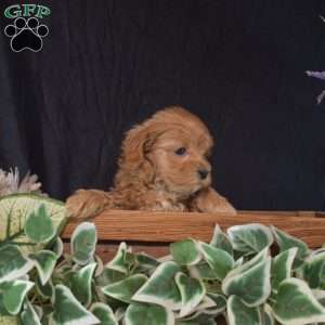 Harper, Maltipoo Puppy