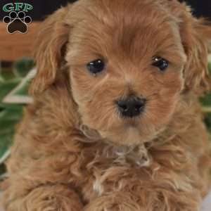 Harper, Maltipoo Puppy