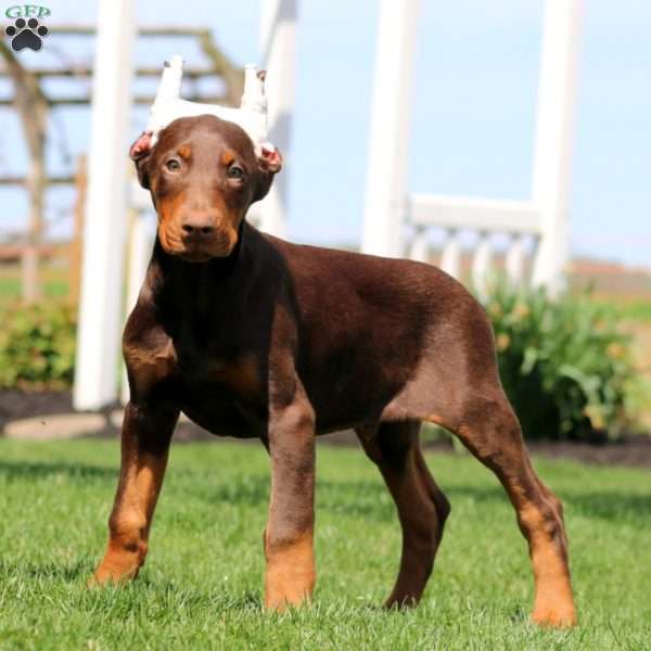 Harper, Doberman Pinscher Puppy