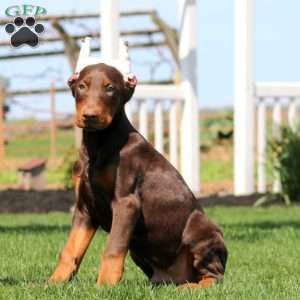 Harper, Doberman Pinscher Puppy