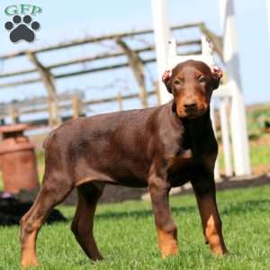 Harper, Doberman Pinscher Puppy