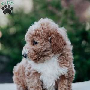 Harper, Mini Goldendoodle Puppy
