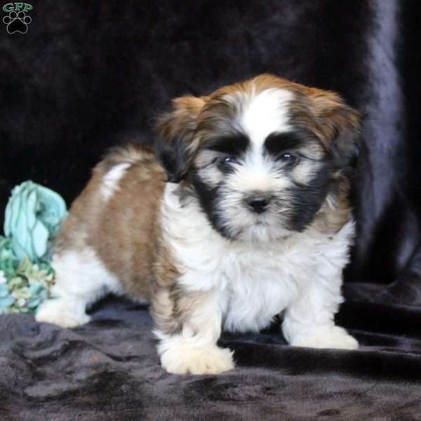 Harry, Teddy Bear Puppy