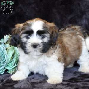 Harry, Teddy Bear Puppy