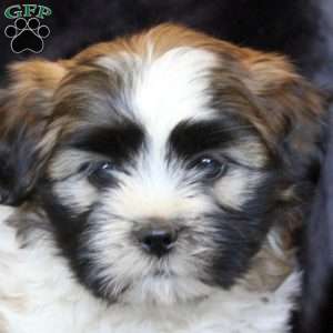Harry, Teddy Bear Puppy