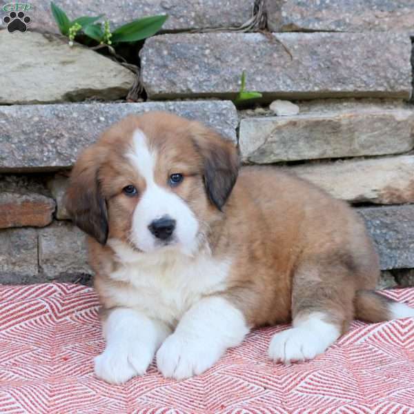 Hattie, Bernese Mountain Dog Mix Puppy