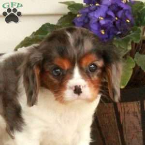 Hattie, Cavalier King Charles Spaniel Puppy