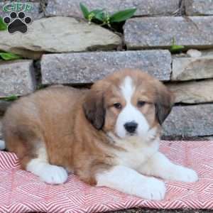 Hattie, Bernese Mountain Dog Mix Puppy