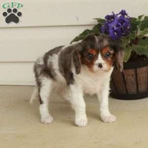 Hattie, Cavalier King Charles Spaniel Puppy