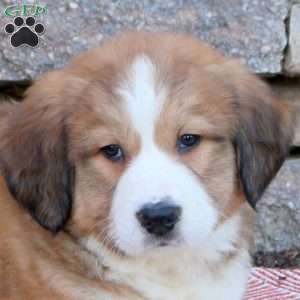 Hattie, Bernese Mountain Dog Mix Puppy