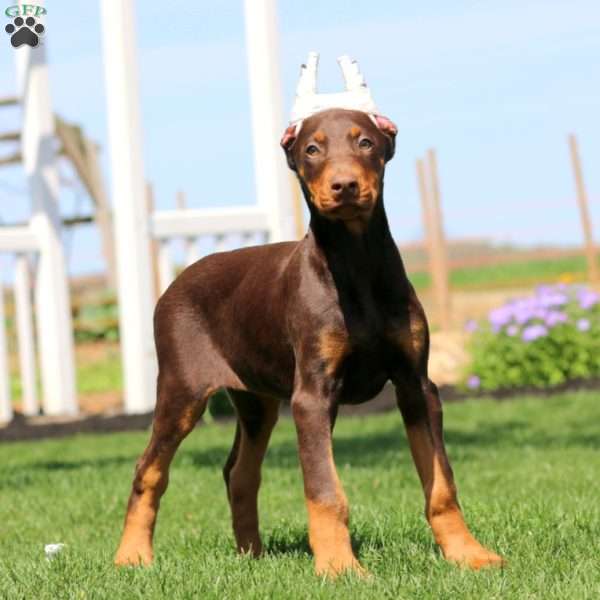 Haven, Doberman Pinscher Puppy