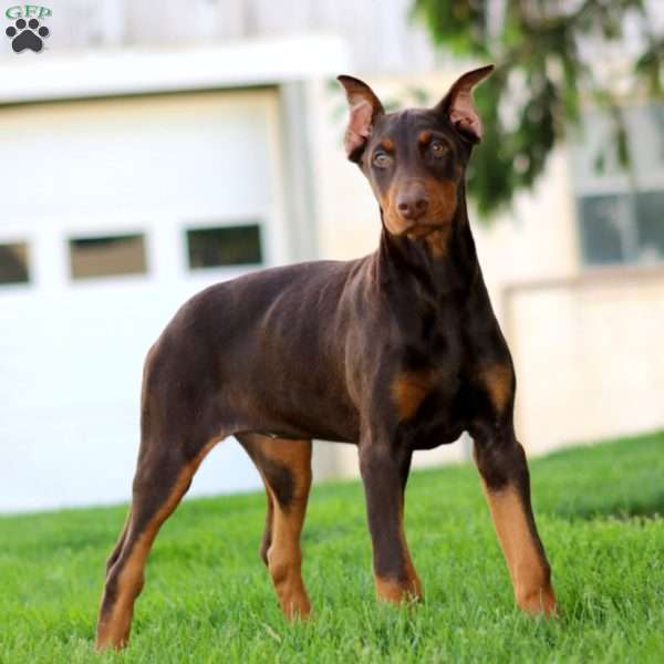 Haven, Doberman Pinscher Puppy