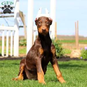 Haven, Doberman Pinscher Puppy