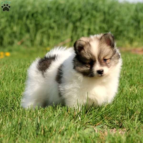 Haven, Pomeranian Puppy