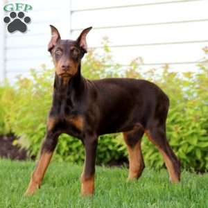 Haven, Doberman Pinscher Puppy