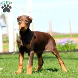 Haven, Doberman Pinscher Puppy