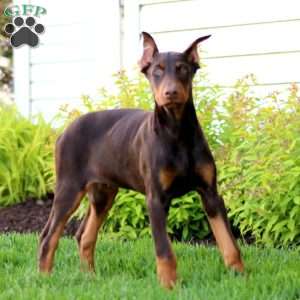 Haven, Doberman Pinscher Puppy
