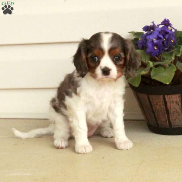 Hazel, Cavalier King Charles Spaniel Puppy