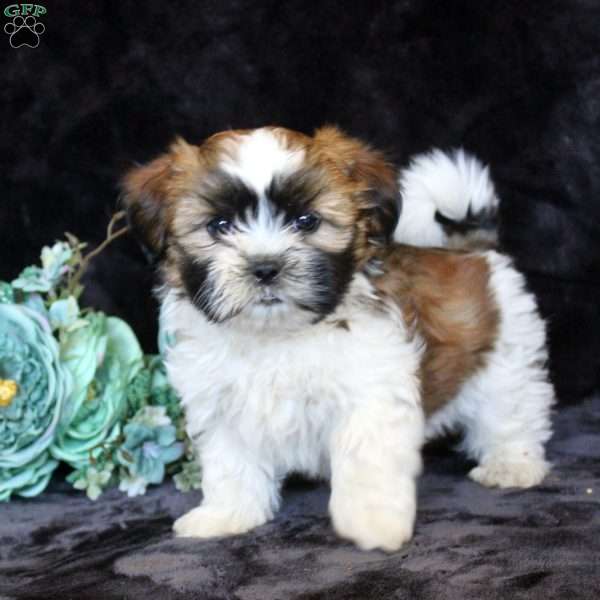 Hazel, Teddy Bear Puppy