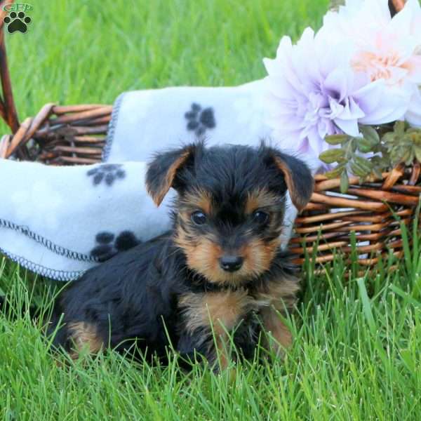 Hazel, Yorkie Puppy