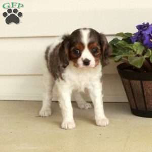 Hazel, Cavalier King Charles Spaniel Puppy