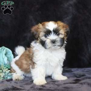 Hazel, Teddy Bear Puppy