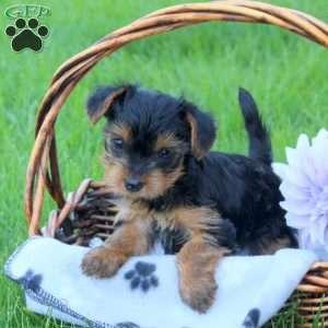 Hazel, Yorkie Puppy