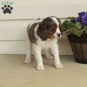 Hazel, Cavalier King Charles Spaniel Puppy
