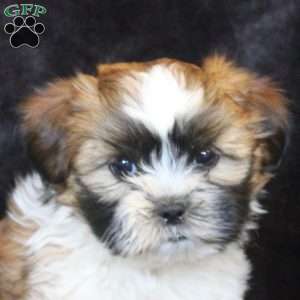 Hazel, Teddy Bear Puppy