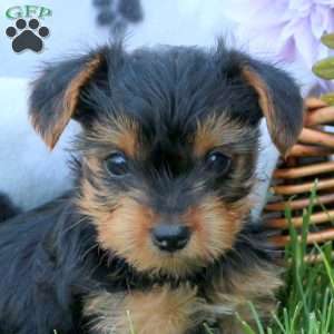 Hazel, Yorkie Puppy