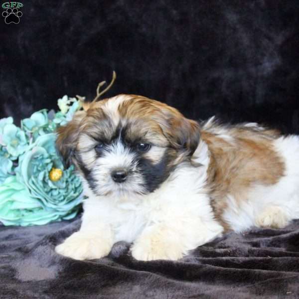 Heath, Teddy Bear Puppy