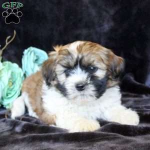 Heath, Teddy Bear Puppy