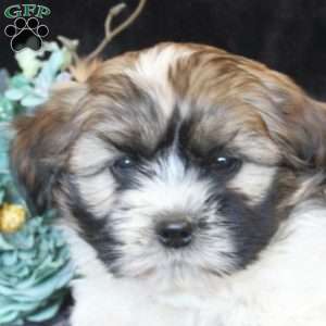 Heath, Teddy Bear Puppy