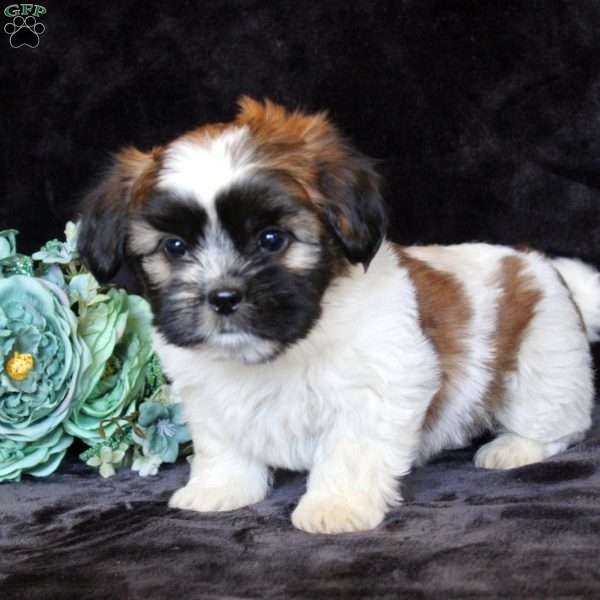Heather, Teddy Bear Puppy