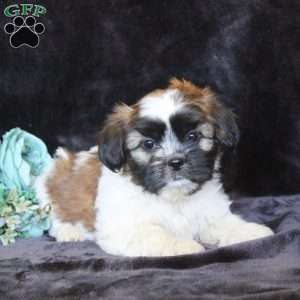 Heather, Teddy Bear Puppy