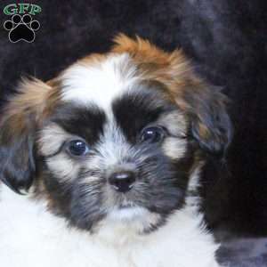Heather, Teddy Bear Puppy