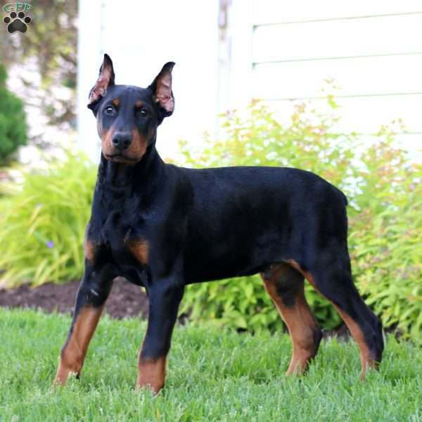 Hero, Doberman Pinscher Puppy