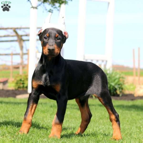 Hero, Doberman Pinscher Puppy
