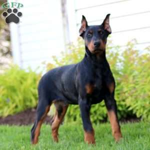 Hero, Doberman Pinscher Puppy