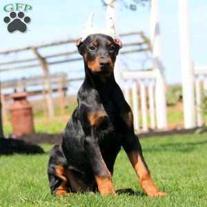 Hero, Doberman Pinscher Puppy