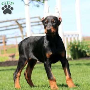 Hero, Doberman Pinscher Puppy