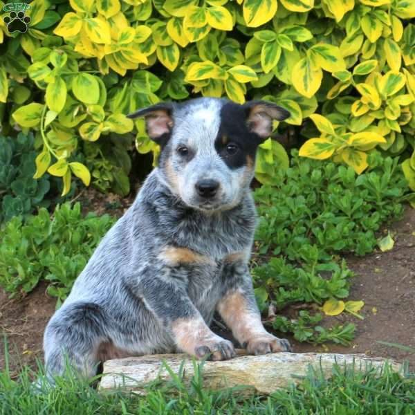 Hershey, Blue Heeler – Australian Cattle Dog Puppy