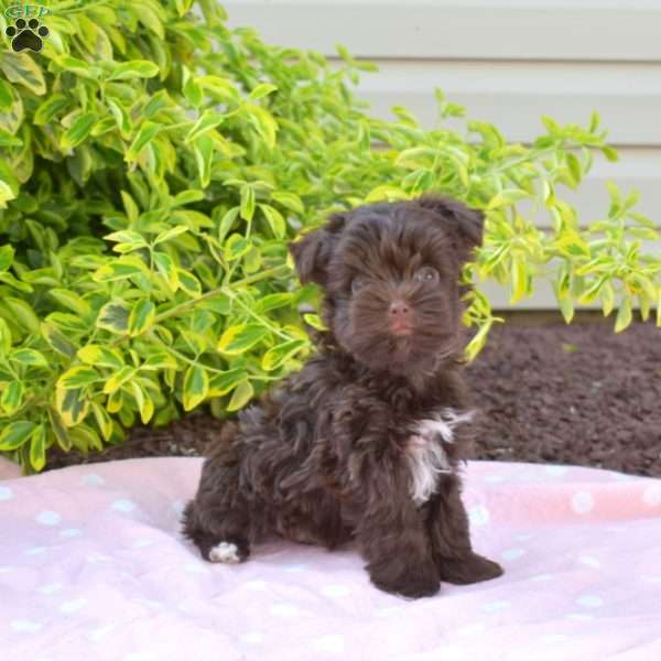 Hershey, Yorkie Puppy