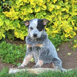 Hershey, Blue Heeler – Australian Cattle Dog Puppy